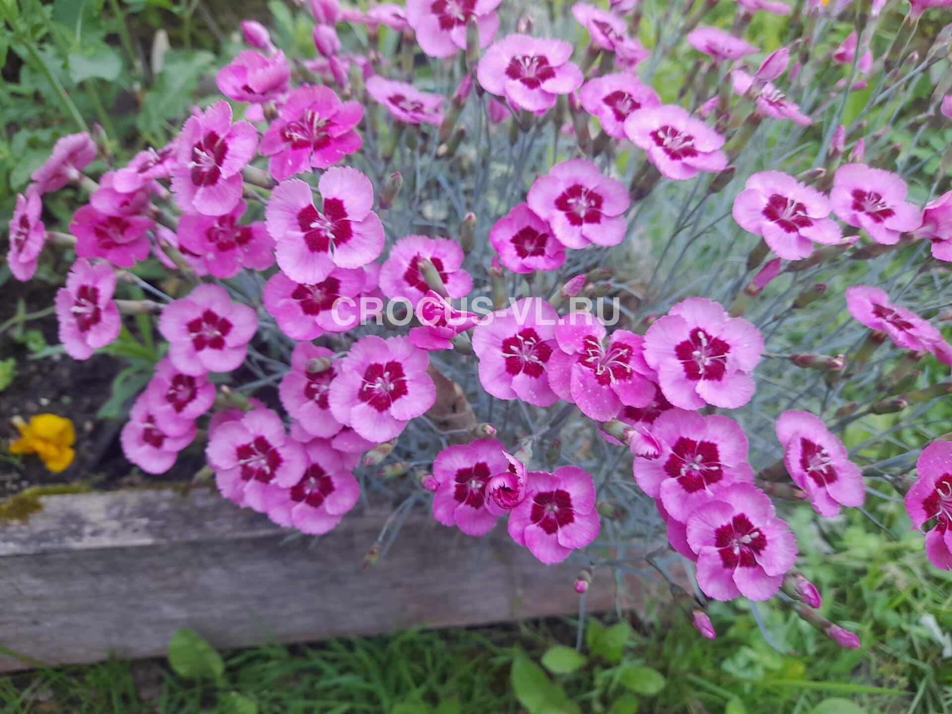 Гвоздика Альвуда «Пёстрая»